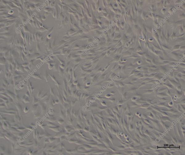 Immortalized Human Colonic Epithelial Cells