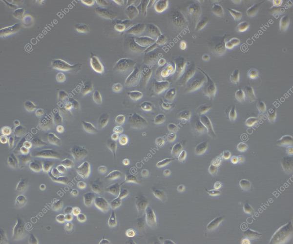 Immortalized Human Dermal Keratinocytes