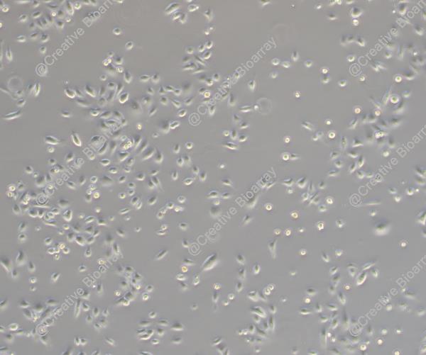 Immortalized Human Dermal Keratinocytes