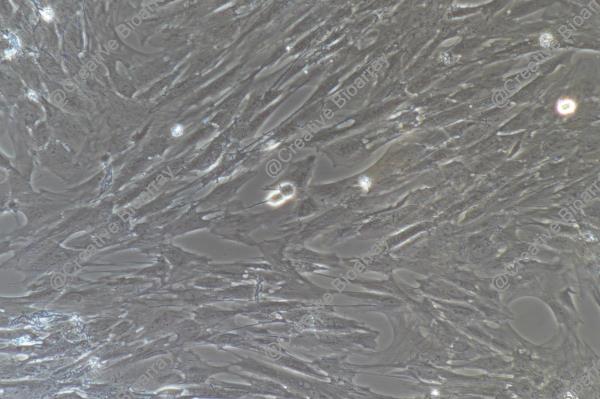 Immortalized Porcine Skeletal Muscle Satellite Cells