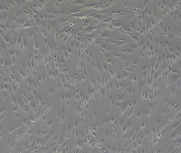 Immortalized Human Bone Marrow-derived Mesenchymal Stromal Cells (hTERT, No viral gene)