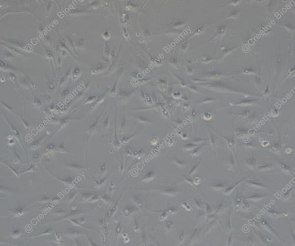 Immortalized Human Bone Marrow-derived Mesenchymal Stromal Cells (hTERT, No viral gene)