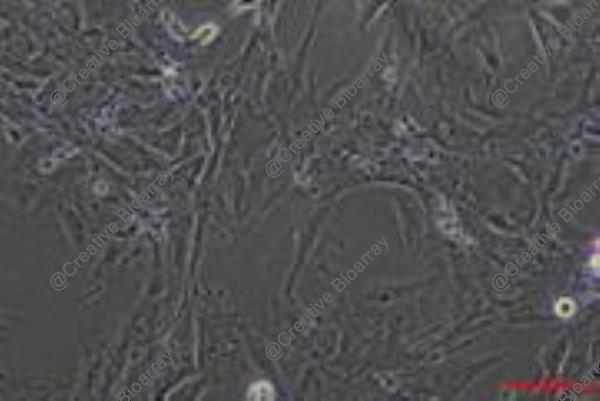 Immortalized Mouse Lung Epithelial Cells-SV40