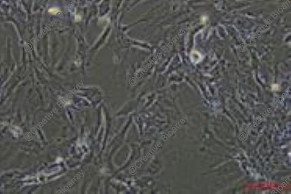 Immortalized Mouse Lung Epithelial Cells-SV40