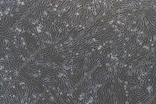 Immortalized Chicken Skeletal Muscle Cells-SV40