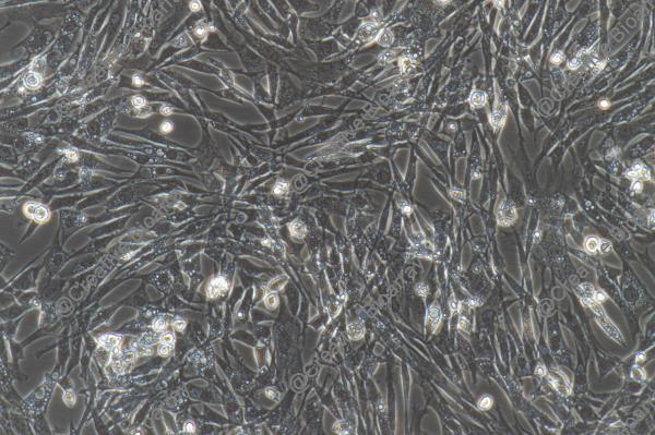 Immortalized Chicken Skeletal Muscle Cells-SV40