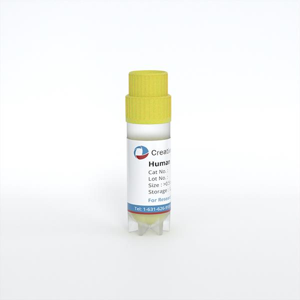 Human Neural Stem Cells-cortex region