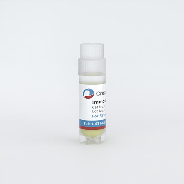 Immortalized Human Astrocytes-SV40T